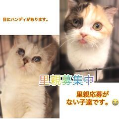 　急募🔴本文をよくご覧下さい🙇‍♀️🔴簡単な事務+　簡単なお掃除🟠週1回～2ｈからok🔴希望シフト制（（急募））🟠ペットちゃんもいます。の画像