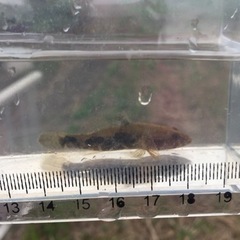 御存命で日淡飼育してる方を探してます。 − 茨城県