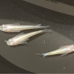 第２回　めだか即売会