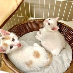 子猫(生後1ヶ月)の姉妹の里親さん募集