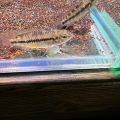 アピストグラマ ホイグネイ 1ペア