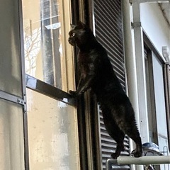黒猫　オス　甘えん坊 - 猫