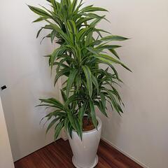 観葉植物　ワーネッキーレモンライム