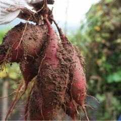 家庭菜園の仲間募っています？ - その他