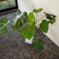 観葉植物　モンステラ