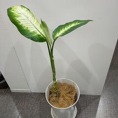 観葉植物
