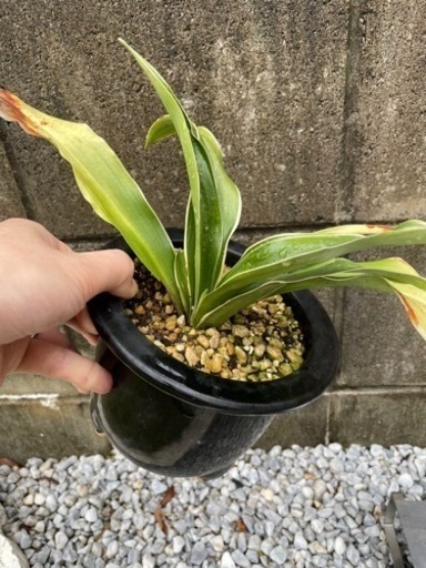【縁起物・植物】万年青 オモト 1