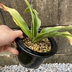 【縁起物・植物】万年青 オモト 1