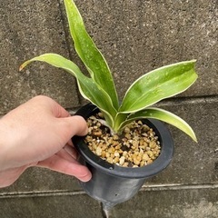 【縁起物・植物】オモト 万年青 2