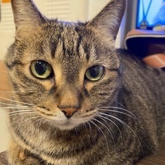 里親さん探して居ます　Ⅳ