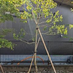 ソヨゴ 株立 ↓↓値下げ↓↓