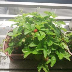 【受付終了】ワイルドストロベリー1株