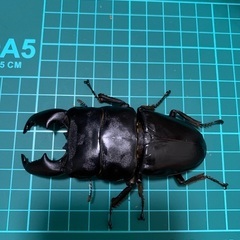 スマトラヒラタクワガタ　98㎜　ペア