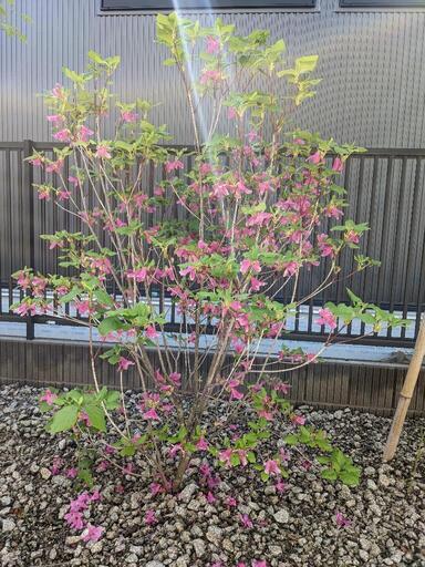 植栽、植木売ります。