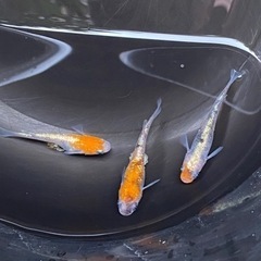 めだか◆三色ラメ体外光◆5匹