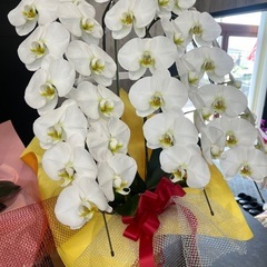 胡蝶蘭　白