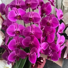 胡蝶蘭　ピンク