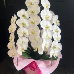 胡蝶蘭　ホワイト 3本