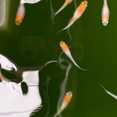 めだか◆凛華紅白◆5匹の画像