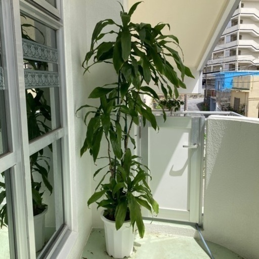 素敵な観葉植物