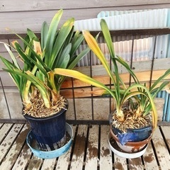 クンシラン（今お花が咲いています）2鉢