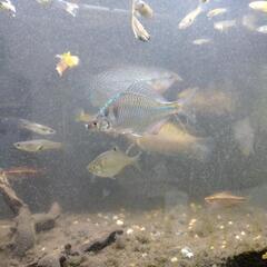 熱帯魚セット譲ります。