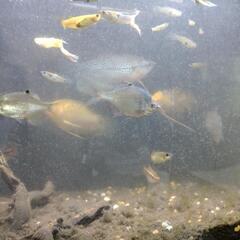 熱帯魚セット譲ります。の画像