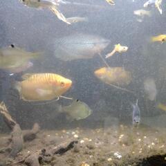 熱帯魚セット譲ります。の画像