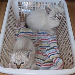 迷い猫+２匹（合計３匹募集）