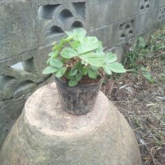 【無料】ワイルドストロベリー苗【取りにきて】の画像