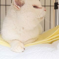 猫カフェ感覚でボランティアをしませんか？