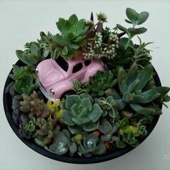 ＊多肉植物＊ 寄せ植え  0427  ワーゲン
