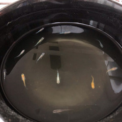 現物出品 MIX12匹 メダカの画像