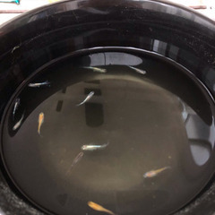 現物出品 MIX12匹 メダカの画像