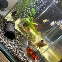 金魚　東錦　２匹　決まりました！ありがとうございました！