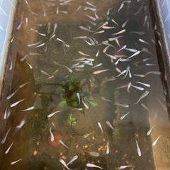 雑種ですが、メダカの幼魚、成魚を譲ります。0円です。の画像