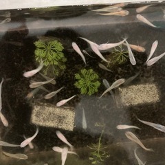 雑種ですが、メダカの幼魚、成魚を譲ります。0円です。