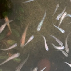 雑種ですが、メダカの幼魚、成魚を譲ります。0円です。の画像