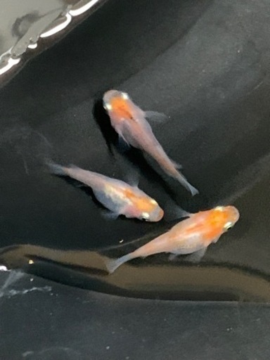 【受付中止中】①三色ダルマ　有精卵　10個+α
