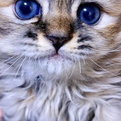 生後1ヶ月長足マンチカンの女の子です