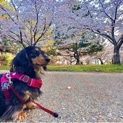 犬友