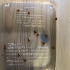 ピンクラムズホーン　稚貝　12匹　