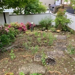 お庭の草刈り、草抜き！剪定、伐採全部できます - 三田市