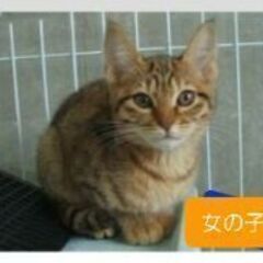 譲渡決定(^^)可愛い子猫、兄妹