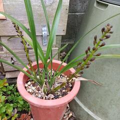 ミツバチ　ラン　キンリョウヘン　開花寸前