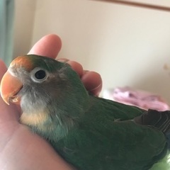 小桜インコです【話し中］