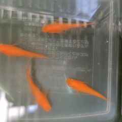 【愛知県小野氏直系】小野紅帝1ペア　メダカの画像