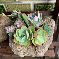 多肉植物 寄せ植えの画像