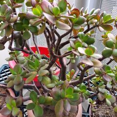 多肉植物【金のなる木】幸運を招くという縁起の良い花ことばをもちます。