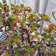 多肉植物【金のなる木】幸運を招くという縁起の良い花ことばをもちます。の画像